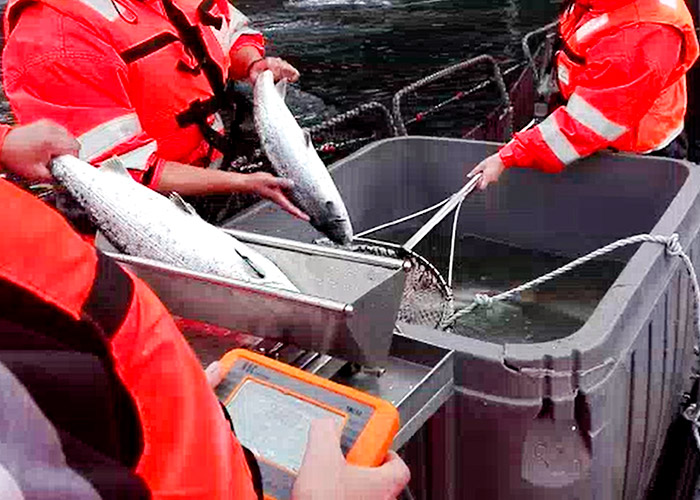 balanzas-industriales-sector-agronegocios-acuicola